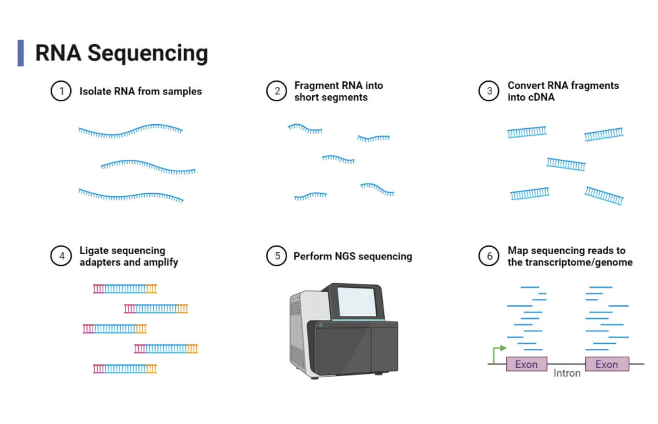 【備忘録】RNA-Seqの解析パイプライン【シングルエンド】