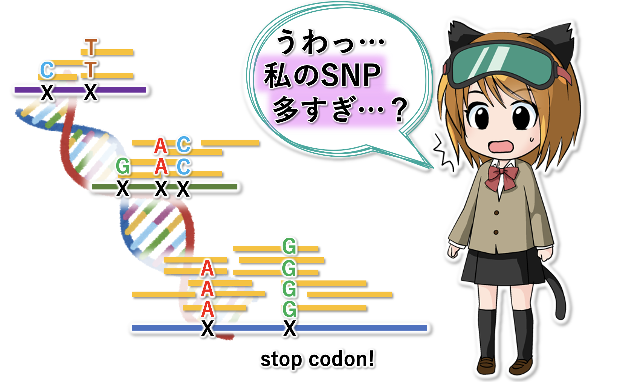 ゲノムとDNAの違い