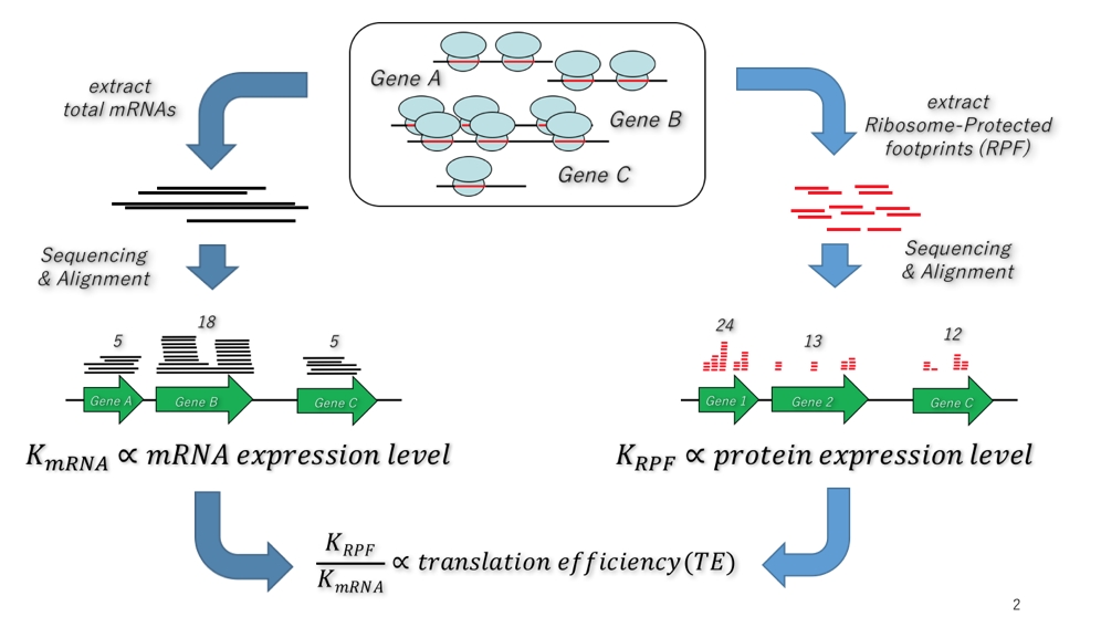 【#3】肺炎球菌特異的な薬剤感受性の仕組み(3)