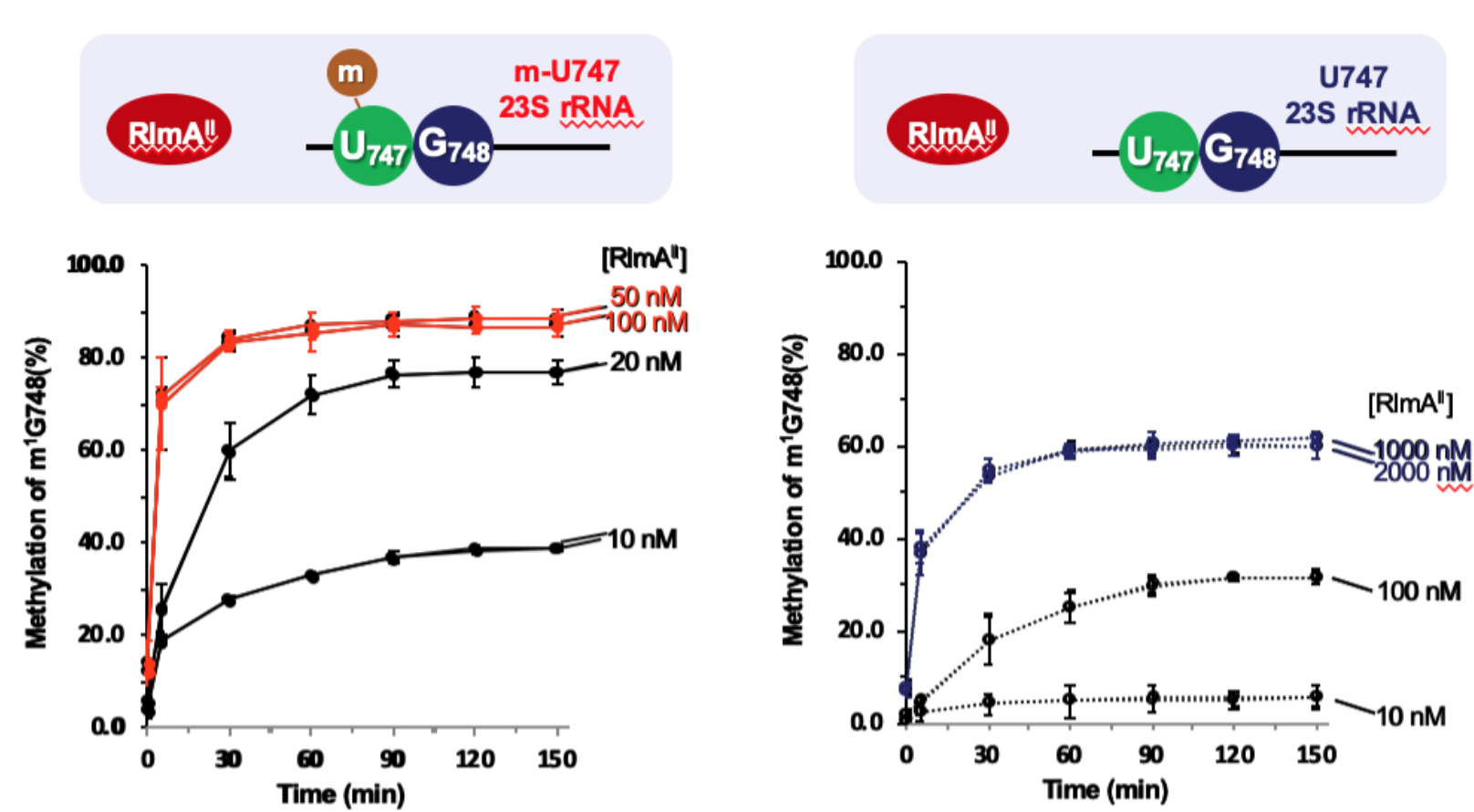 【#2】肺炎球菌特異的な薬剤感受性の仕組み(2)