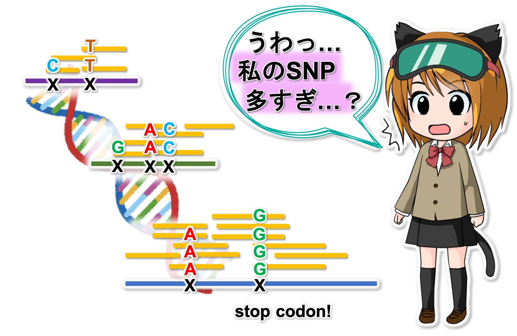 自分の全ゲノム決定してみた